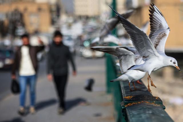 Two men walk along the Al-Ahrar Bridge over The Tigris River, as seagulls land on the handrail, in central Baghdad on February 1, 2026. (Photo by AHMAD AL-RUBAYE / AFP)