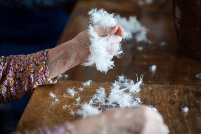 A woman holds small pieces of feathers during the traditional feather plucking in Kobyli, South Moravia, on February 1, 2026. In Kobyli, women gather to pluck feathers from geese and ducks by hand. For over twenty years, women have been meeting every winter to follow this tradition. (Photo by Radek MICA / AFP)