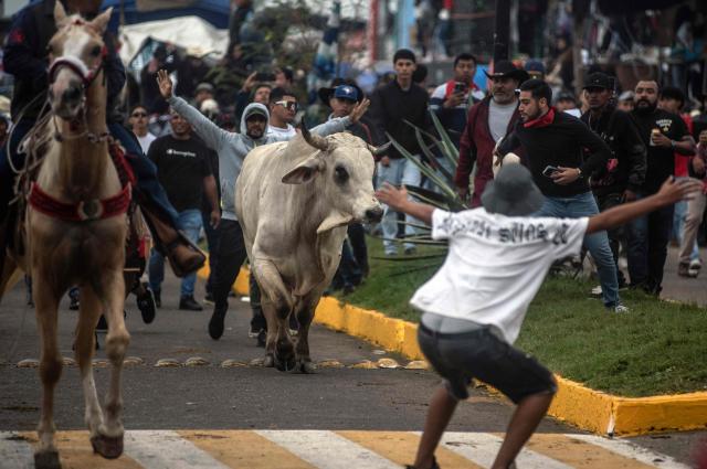 Residents of Tlacotalpan participate in the traditional bull run during the Candelaria festivities in Tlacotalpan, Veracruz state, Mexico, on February 1, 2026. During the celebration, townspeople run after and taunt bulls through the streets. (Photo by Hector QUINTANAR / AFP)