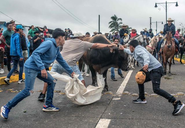 Residents of Tlacotalpan participate in the traditional bull run during the Candelaria festivities in Tlacotalpan, Veracruz state, Mexico, on February 1, 2026. During the celebration, townspeople run after and taunt bulls through the streets. (Photo by Hector QUINTANAR / AFP)