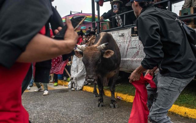Residents of Tlacotalpan participate in the traditional bull run during the Candelaria festivities in Tlacotalpan, Veracruz state, Mexico, on February 1, 2026. During the celebration, townspeople run after and taunt bulls through the streets. (Photo by Hector QUINTANAR / AFP)