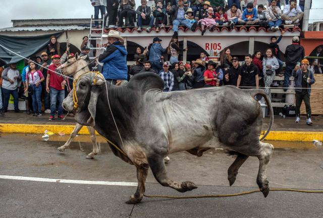 Residents of Tlacotalpan attend the traditional bull run during the Candelaria festivities in Tlacotalpan, Veracruz state, Mexico, on February 1, 2026. During the celebration, townspeople run after and taunt bulls through the streets. (Photo by Hector QUINTANAR / AFP)