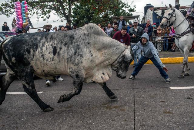 Residents of Tlacotalpan participate in the traditional bull run during the Candelaria festivities in Tlacotalpan, Veracruz state, Mexico, on February 1, 2026. During the celebration, townspeople run after and taunt bulls through the streets. (Photo by Hector QUINTANAR / AFP)