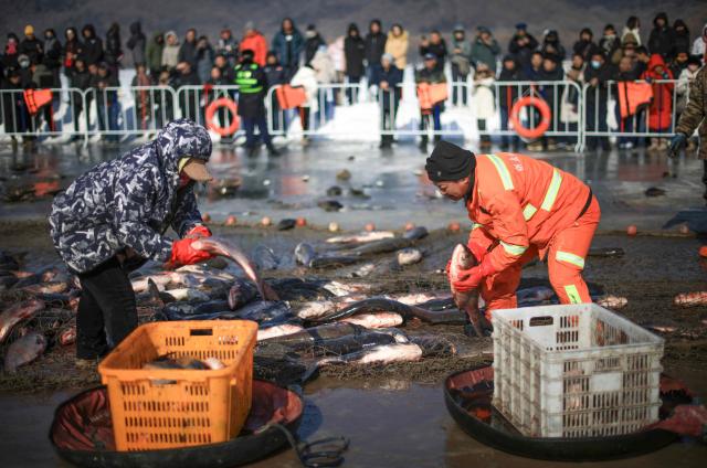 Men collect the haul of fish captured during the Second Xiuhu Winter Fishing Festival at Qipan Mountain in Shenyang, in China's northeastern Liaoning province on February 1, 2026. (Photo by AFP) / China OUT