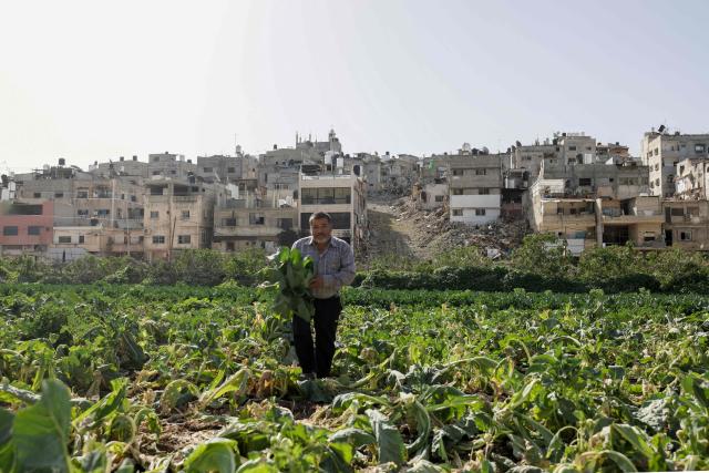 Palestinian Abu Hamzeh Sholeh holds a cabbage as he walks in a field he and his sons are cultivating, adjacent to the destroyed Nur Shams refugee camp, after he and many other families fled their homes during Israeli military operations on the refugee camp last year, in Nur Shams east of Tulkarem, in the Israeli-occupied West Bank on February 2, 2026. In 2025, the Israeli military launched an ongoing operation it said was aimed at rooting out Palestinian armed groups from camps in the northern occupied West Bank -- including Nur Shams, Tulkarem and Jenin. Nur Shams, along with other refugee camps in the West Bank, was established after the creation of Israel in 1948, when hundreds of thousands of Palestinians were displaced from their homes in what is now Israel. (Photo by JAAFAR ASHTIYEH / AFP)