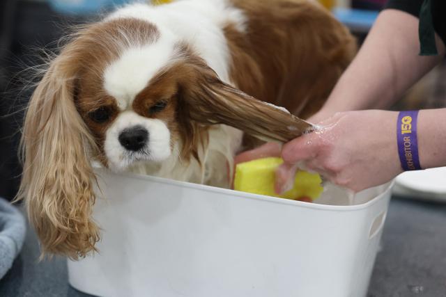 A King Charles Spaniels gets a bath in the benching area during day one of the 150th Annual Westminster Kennel Club Dog Show at the Jacob K. Javits Convention Center in New York City on February 2, 2026. (Photo by TIMOTHY A. CLARY / AFP)