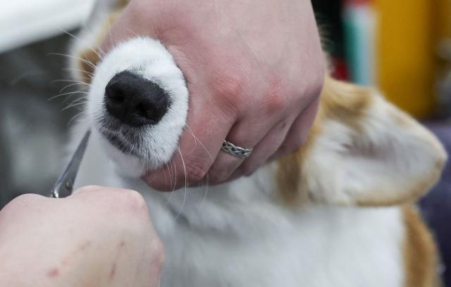 A Corgi gets a trim in the benching area during day one of the 150th Annual Westminster Kennel Club Dog Show at the Jacob K. Javits Convention Center in New York City on February 2, 2026. (Photo by TIMOTHY A. CLARY / AFP)