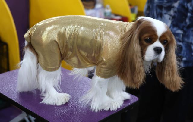 A Cavalier King Charles Spaniel in the benching area during day one of the 150th Annual Westminster Kennel Club Dog Show at the Jacob K. Javits Convention Center in New York City on February 2, 2026. (Photo by TIMOTHY A. CLARY / AFP)