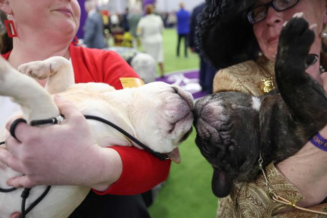 (L/R) Stacey Bowers and Bronwyn Bresnahan hold their French Bulldogs in the judging ring during day one of the 150th Annual Westminster Kennel Club Dog Show at the Jacob K. Javits Convention Center in New York City on February 2, 2026. (Photo by TIMOTHY A. CLARY / AFP)