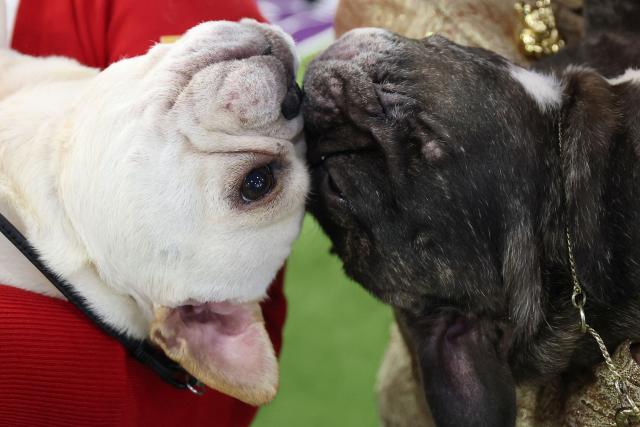 French Bulldogs are held by their owners in the judging ring during day one of the 150th Annual Westminster Kennel Club Dog Show at the Jacob K. Javits Convention Center in New York City on February 2, 2026. (Photo by TIMOTHY A. CLARY / AFP)