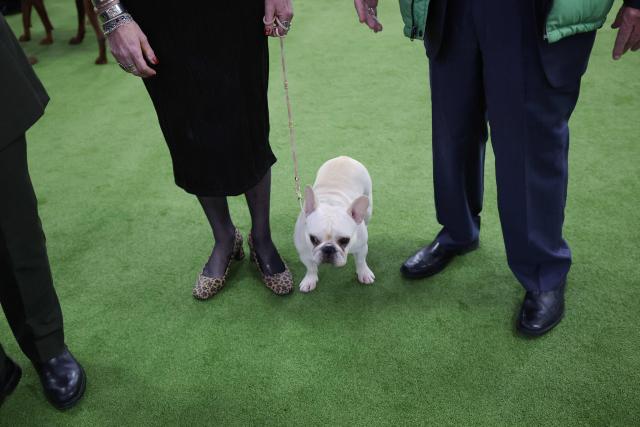 A French Bulldog stands in the judging ring during day one of the 150th Annual Westminster Kennel Club Dog Show at the Jacob K. Javits Convention Center in New York City on February 2, 2026. (Photo by TIMOTHY A. CLARY / AFP)
