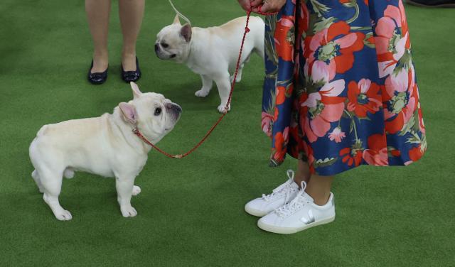French Bulldogs in the judging ring during day one of the 150th Annual Westminster Kennel Club Dog Show at the Jacob K. Javits Convention Center in New York City on February 2, 2026. (Photo by TIMOTHY A. CLARY / AFP)