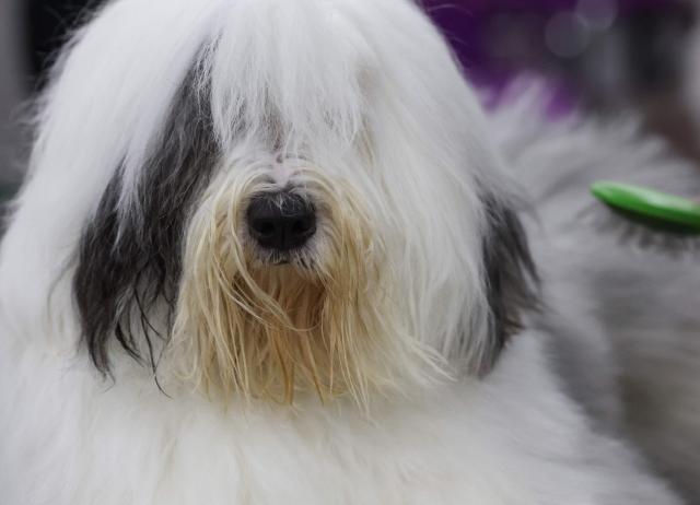 A Old English Sheepdog is groomed in the benching area during day one of the 150th Annual Westminster Kennel Club Dog Show at the Jacob K. Javits Convention Center in New York City on February 2, 2026. (Photo by TIMOTHY A. CLARY / AFP)