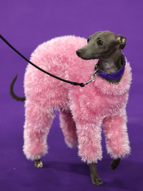 A dog wears a sweater in the benching area during day one of the 150th Annual Westminster Kennel Club Dog Show at the Jacob K. Javits Convention Center in New York City on February 2, 2026. (Photo by TIMOTHY A. CLARY / AFP)