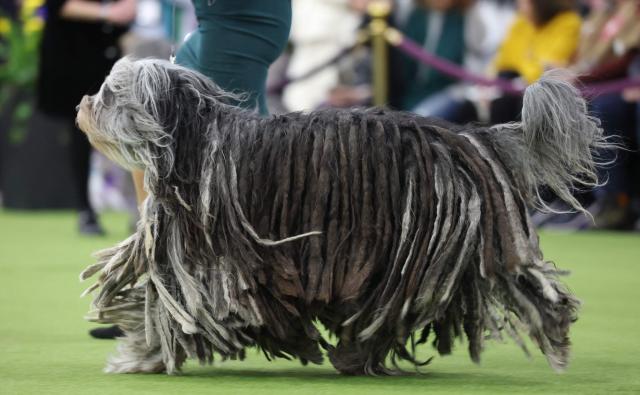 A Bergamasco Sheepdog runs in the judging area during day one of the 150th Annual Westminster Kennel Club Dog Show at the Jacob K. Javits Convention Center in New York City on February 2, 2026. (Photo by TIMOTHY A. CLARY / AFP)