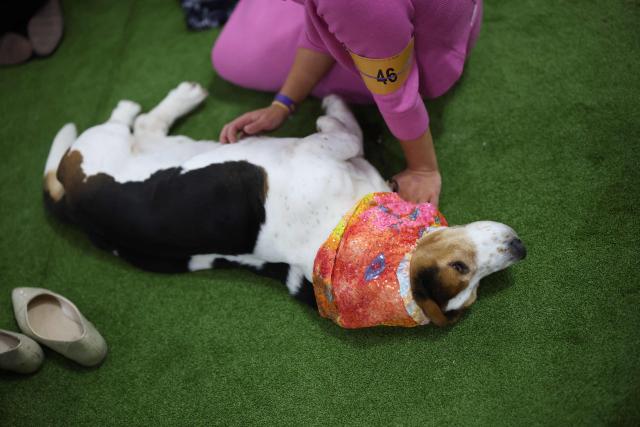 A Basset Hound in the judging area during day one of the 150th Annual Westminster Kennel Club Dog Show at the Jacob K. Javits Convention Center in New York City on February 2, 2026. (Photo by TIMOTHY A. CLARY / AFP)
