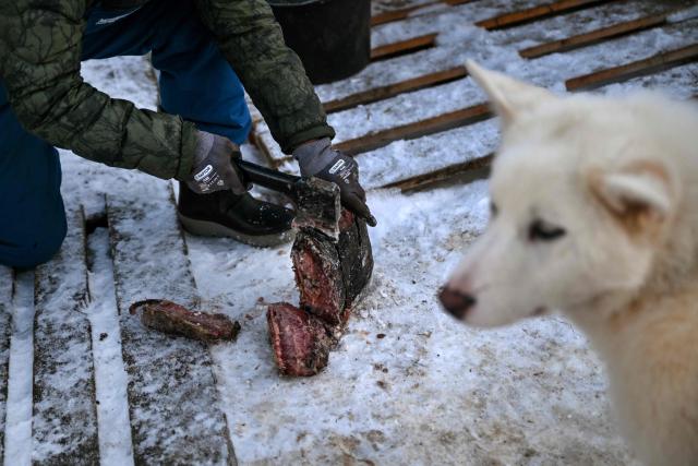Musher Johanne Bech prepares seal meat to feed to her sled dogs near her home in Sisimiut, Greenland on February 2, 2026. (Photo by Ina FASSBENDER / AFP)