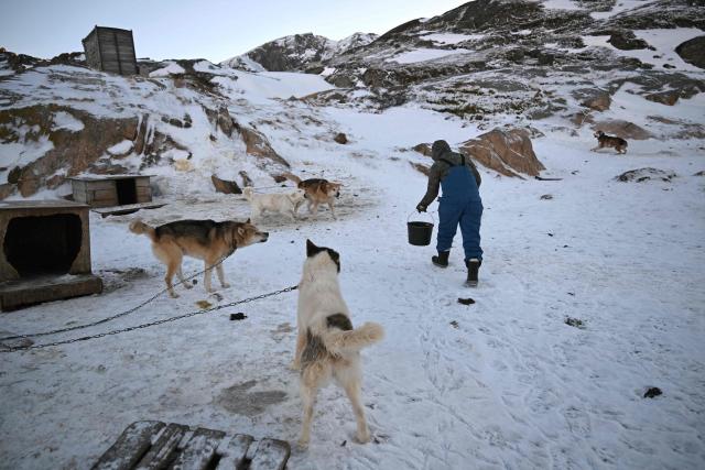 Musher Johanne Bech prepares to feed to her sled dogs with seal meat near her home in Sisimiut, Greenland on February 2, 2026. (Photo by Ina FASSBENDER / AFP)
