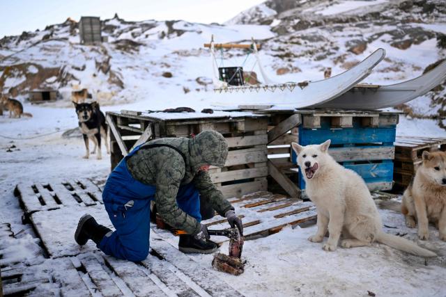 Musher Johanne Bech prepares frozen seal meat to feed to her sled dogs near her home in Sisimiut, Greenland on February 2, 2026. (Photo by Ina FASSBENDER / AFP)