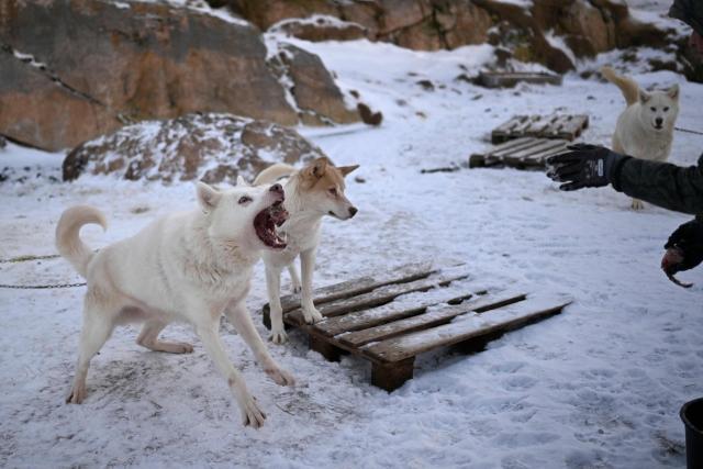 Musher Johanne Bech feeds her sled dogs with seal meat near her home in Sisimiut, Greenland on February 2, 2026. (Photo by Ina FASSBENDER / AFP)