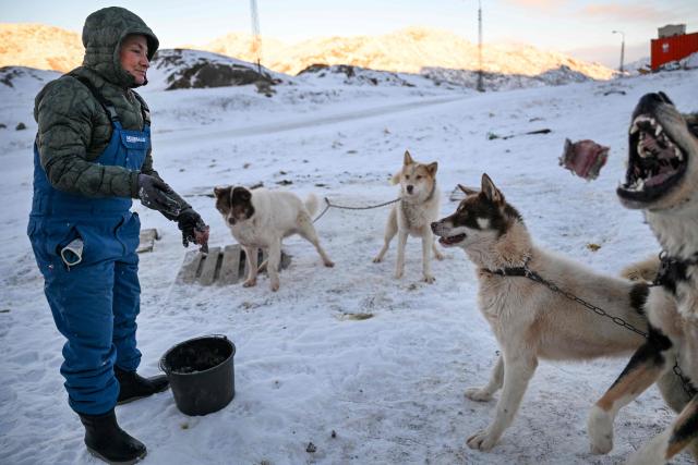 Musher Johanne Bech feeds her sled dogs with seal meat near her home in Sisimiut, Greenland on February 2, 2026. (Photo by Ina FASSBENDER / AFP)