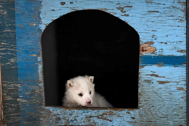 A sled dog puppy looks out of a doghouse near the "dog town" ofSisimiut, Greenland on January 31, 2026. The "Dog Town" is a dedicated, specialized area located outside the main town center where about thousand of Greenlandic sled dogs live and are housed, as they are not permitted to live inside the town. Sisimiut is one of the southernmost places in Greenland where dog sledding is still practiced, as it is prohibited to bring dogs below the Arctic Circle and back up to maintain pure bloodlines. (Photo by Ina FASSBENDER / AFP)