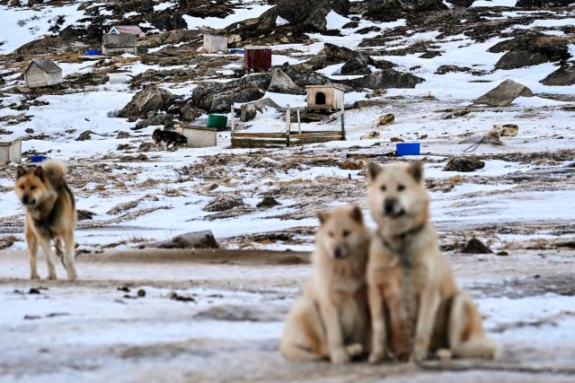 Sled dogs of musher Nukaaraq Lennert Olsen are pictured at the "dog town" of Sisimiut, Greenland on January 31, 2026. The "Dog Town" is a dedicated, specialized area located outside the main town center where about thousand of Greenlandic sled dogs live and are housed, as they are not permitted to live inside the town. Sisimiut is one of the southernmost places in Greenland where dog sledding is still practiced, as it is prohibited to bring dogs below the Arctic Circle and back up to maintain pure bloodlines. (Photo by Ina FASSBENDER / AFP)