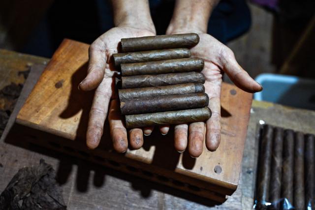 A cigar maker shows his homemade cigars in Montasik, Aceh province on February 3, 2026. (Photo by CHAIDEER MAHYUDDIN / AFP)