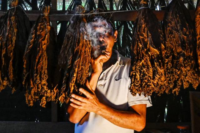 A cigar maker samples a homemade cigar while posing beside drying tobacco leaves in Montasik, Aceh province on February 3, 2026. (Photo by CHAIDEER MAHYUDDIN / AFP)