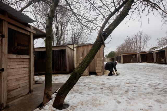 A volunteer feeds dogs in the shelter for homeless animals "Give Me Your Paw, Friend" in Zaporizhzhia on January 29, 2026, amid the Russian invasion of Ukraine. "Give Me Your Paw, Friend" is a shelter that houses around 450 dogs. Among them are 160 dogs from occupied territories, most of which are brought in by the military. Some of them have been injured by shrapnel or bullets. (Photo by Tetiana DZHAFAROVA / AFP)