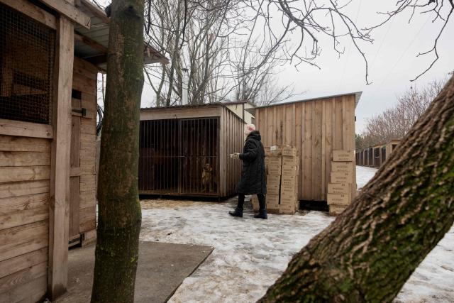 A volunteer feeds dogs in the shelter for homeless animals "Give Me Your Paw, Friend" in Zaporizhzhia on January 29, 2026, amid the Russian invasion of Ukraine. "Give Me Your Paw, Friend" is a shelter that houses around 450 dogs. Among them are 160 dogs from occupied territories, most of which are brought in by the military. Some of them have been injured by shrapnel or bullets. (Photo by Tetiana DZHAFAROVA / AFP)