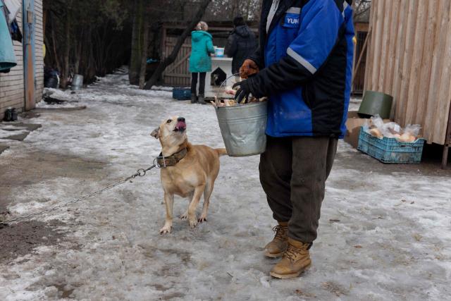 A volunteer feeds dogs in the shelter for homeless animals "Give Me Your Paw, Friend" in Zaporizhzhia on January 29, 2026, amid the Russian invasion of Ukraine. "Give Me Your Paw, Friend" is a shelter that houses around 450 dogs. Among them are 160 dogs from occupied territories, most of which are brought in by the military. Some of them have been injured by shrapnel or bullets. (Photo by Tetiana DZHAFAROVA / AFP)