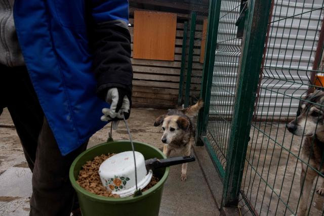 A volunteer feeds dogs in the shelter for homeless animals "Give Me Your Paw, Friend" in Zaporizhzhia on January 29, 2026, amid the Russian invasion of Ukraine. "Give Me Your Paw, Friend" is a shelter that houses around 450 dogs. Among them are 160 dogs from occupied territories, most of which are brought in by the military. Some of them have been injured by shrapnel or bullets. (Photo by Tetiana DZHAFAROVA / AFP)