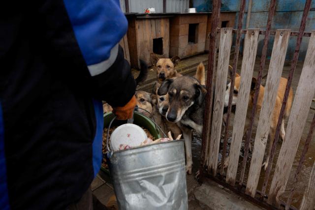 A volunteer feeds dogs in the shelter for homeless animals "Give Me Your Paw, Friend" in Zaporizhzhia on January 29, 2026, amid the Russian invasion of Ukraine. "Give Me Your Paw, Friend" is a shelter that houses around 450 dogs. Among them are 160 dogs from occupied territories, most of which are brought in by the military. Some of them have been injured by shrapnel or bullets. (Photo by Tetiana DZHAFAROVA / AFP)