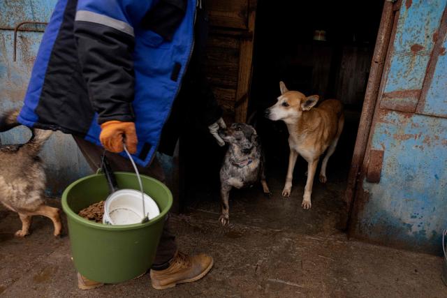 A volunteer feeds dogs in the shelter for homeless animals "Give Me Your Paw, Friend" in Zaporizhzhia on January 29, 2026, amid the Russian invasion of Ukraine. "Give Me Your Paw, Friend" is a shelter that houses around 450 dogs. Among them are 160 dogs from occupied territories, most of which are brought in by the military. Some of them have been injured by shrapnel or bullets. (Photo by Tetiana DZHAFAROVA / AFP)