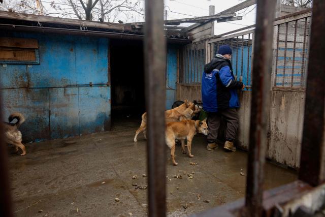 A volunteer feeds dogs in the shelter for homeless animals "Give Me Your Paw, Friend" in Zaporizhzhia on January 29, 2026, amid the Russian invasion of Ukraine. "Give Me Your Paw, Friend" is a shelter that houses around 450 dogs. Among them are 160 dogs from occupied territories, most of which are brought in by the military. Some of them have been injured by shrapnel or bullets. (Photo by Tetiana DZHAFAROVA / AFP)