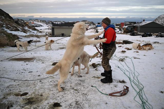 Musher Johanne Bech prepares her sled dogs for a training ride near her home in Sisimiut, Greenland on February 3, 2026. (Photo by Ina FASSBENDER / AFP)
