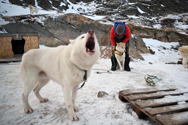 Musher Johanne Bech prepares her sled dogs for a training ride near her home in Sisimiut, Greenland on February 3, 2026. (Photo by Ina FASSBENDER / AFP)