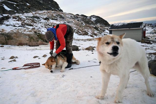 Musher Johanne Bech prepares her sled dogs for a training ride near her home in Sisimiut, Greenland on February 3, 2026. (Photo by Ina FASSBENDER / AFP)