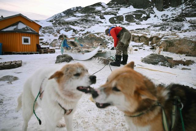 Musher Johanne Bech prepares her sled dogs for a training ride near her home in Sisimiut, Greenland on February 3, 2026. (Photo by Ina FASSBENDER / AFP)