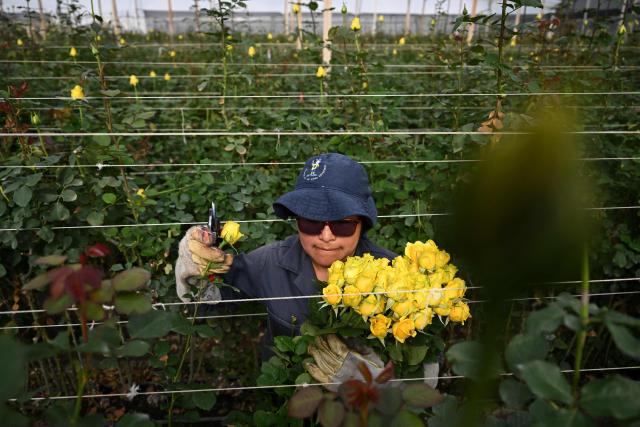 An employee cuts roses for export at Ayura Flowers in Sopo municipality near Bogota on February 3, 2026. Colombia is one of the world's largest flower exporters, and millions of flowers of all kinds are shipped around the world to meet the demand for Valentine's Day on February 14. (Photo by Raul ARBOLEDA / AFP)