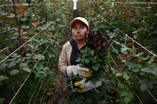 An employee cuts roses for export at Ayura Flowers in Sopo municipality near Bogota on February 3, 2026. Colombia is one of the world's largest flower exporters, and millions of flowers of all kinds are shipped around the world to meet the demand for Valentine's Day on February 14. (Photo by Raul ARBOLEDA / AFP)