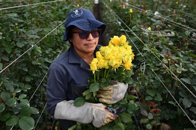 An employee cuts roses for export at Ayura Flowers in Sopo municipality near Bogota on February 3, 2026. Colombia is one of the world's largest flower exporters, and millions of flowers of all kinds are shipped around the world to meet the demand for Valentine's Day on February 14. (Photo by Raul ARBOLEDA / AFP)