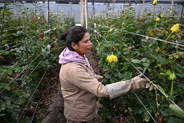 An employee cuts roses for export at Ayura Flowers in Sopo municipality near Bogota on February 3, 2026. Colombia is one of the world's largest flower exporters, and millions of flowers of all kinds are shipped around the world to meet the demand for Valentine's Day on February 14. (Photo by Raul ARBOLEDA / AFP)