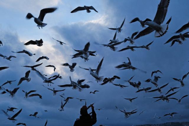A man feeds seagulls on the beach along the "Promenade des anglais" on the French riviera city of Nice on February 3, 2026. (Photo by Valery HACHE / AFP)