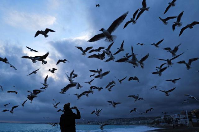 A man feeds seagulls on the beach along the "Promenade des anglais" on the French riviera city of Nice on February 3, 2026. (Photo by Valery HACHE / AFP)