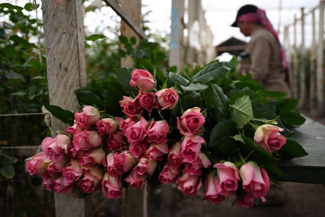 Cut roses are pictured at Ayura Flowers in Sopo municipality near Bogota on February 3, 2026. Colombia is one of the world's largest flower exporters, and millions of flowers of all kinds are shipped around the world to meet the demand for Valentine's Day on February 14. (Photo by Raul ARBOLEDA / AFP)