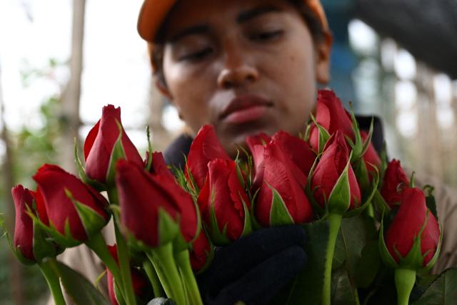 An employee works with roses for export at Ayura Flowers in Sopo municipality near Bogota on February 3, 2026. Colombia is one of the world's largest flower exporters, and millions of flowers of all kinds are shipped around the world to meet the demand for Valentine's Day on February 14. (Photo by Raul ARBOLEDA / AFP)