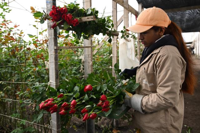 An employee works with roses for export at Ayura Flowers in Sopo municipality near Bogota on February 3, 2026. Colombia is one of the world's largest flower exporters, and millions of flowers of all kinds are shipped around the world to meet the demand for Valentine's Day on February 14. (Photo by Raul ARBOLEDA / AFP)