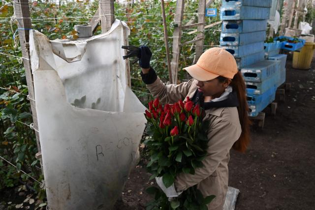 An employee works with roses for export at Ayura Flowers in Sopo municipality near Bogota on February 3, 2026. Colombia is one of the world's largest flower exporters, and millions of flowers of all kinds are shipped around the world to meet the demand for Valentine's Day on February 14. (Photo by Raul ARBOLEDA / AFP)